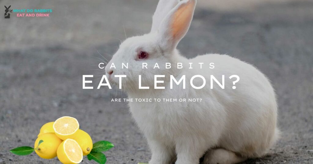 Can Rabbits Eat Lemon
