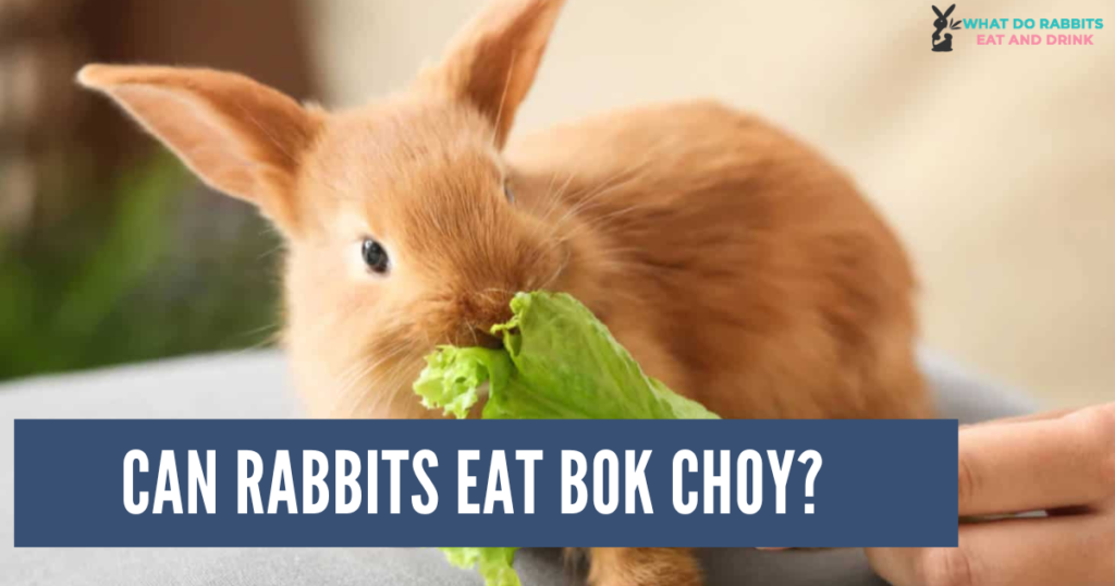 Can Rabbits Eat Bok Choy