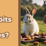 Can Rabbits Eat Dates