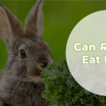 Can Rabbits Eat Kale