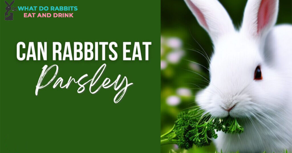Can Rabbits Eat Parsley