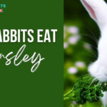 Can Rabbits Eat Parsley
